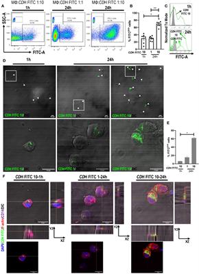 Platelets promote human macrophages-mediated macropinocytosis of Clostridioides difficile